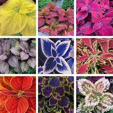 Image result for Coleus betonicifolius