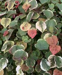 Check spelling or type a new query. Pleasant Run Nursery Plant Library Wholesale Only
