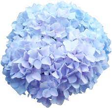 Transparent Flowers Baby Blue Hydrangea Hydrangea Transparent Flowers Blue Flower Png Flowers