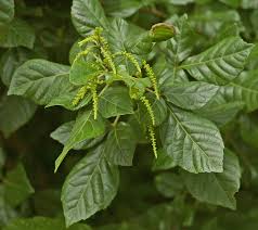 Image result for Allophylus