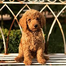 It's also free to list your available puppies and litters on our site. Standard Poodle Kruizen Kennels