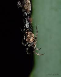 Learn more about camel crickets, why they're also called cave crickets and how the long island pest control pros at suburban exterminating can help. Trash Line Spider Project Noah