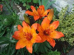 Maybe you would like to learn more about one of these? Fiori Di Montagna Le Specie Piu Facili Da Coltivare Lombarda Flor