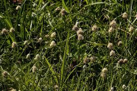 Image result for Ascolepis capensis