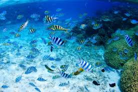 Image result for 沖縄の海