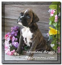 Why buy a boxer puppy for sale if you can adopt and save a life? Puppies Laymani Boxers