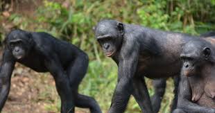 Menswear founded on fit, built on service, and focused on style. Social Tolerance Of Bonobos Noldus