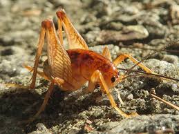 Does anyone know how to get rid of camel crickets (also known as cave crickets)? New Jersey S Guide To Camel Crickets Nj Cricket Prevention