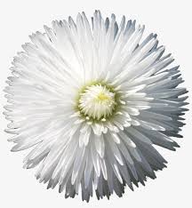 Photo, sketch and paint effects. The Gallery For Flower Png Tumblr Flower With Black Backgrounds 1280x1279 Png Download Pngkit