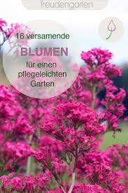 Blackbox Gardening Mit Einjahrigen Blumen Blumenbeet Einjahrige Pflanzen Einjahrige Blumen