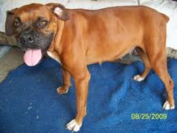 Look at pictures of boxer puppies in tennessee who need a home. Boxer Puppies In Tennessee