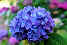 We did not find results for: How To Get Blue And Purple Hydrangeas Crafty Morning