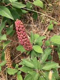 Image result for Phytolacca dodecandra