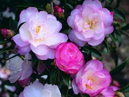 Camellia Sasanqua Camellia Camellia Sasanqua Paradise Sayaka Camellia Camellia Flower Flowers