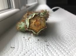How do these plants do with propagation and how do you suggest we do this. Jl4aealk Ynqlm