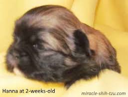 Shih Tzu Hair Color Changes Wonder Why These Changes Occur