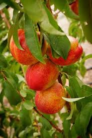 Number of trees for every human being. Douglass Fruit Cocktail Tree Fruit Garden Growing Fruit Trees