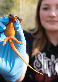 Organization of the Year