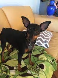 Pepper 2 Years Old Pepper Minpin Miniaturepincher Kingoftoys Dog Toy Dogs Min Pin Puppies