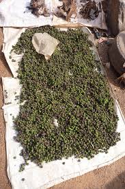 Image result for Piper guineense