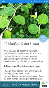 Cara ini sangat mudah dilakukan oleh siapapun karena hanya perlu sedikit waktu untuk membuat teh daun bidara karena teh. Cara Menggunakan Daun Bidara Sebagai Obat Fur Android Apk Herunterladen