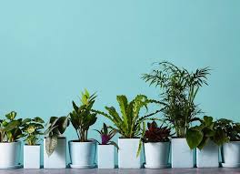 Check spelling or type a new query. Where To Buy Plants Online 11 Shops For Cheap Rare Or Easy Care Plants Bob Vila