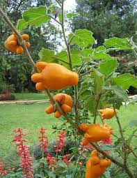 Image result for Solanum mammosum