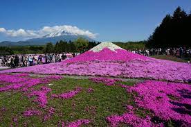 Taman Bunga Fuji Shibazakura Taman Bunga Taman Bunga