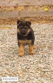 Feel free to browse hundreds of active classified puppy for sale listings, from dog breeders in pa and the surrounding. German Shepherd Puppies For Sale Lancaster Puppies German Shepherd Puppies Puppies German Shepherd