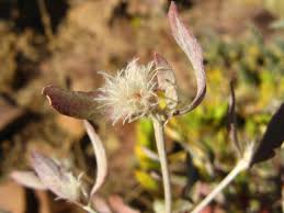 Image result for Leucosphaera bainesii