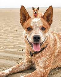 Uncertain About The Red Heeler Here S What You Need To Know K9 Web