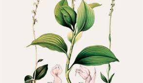 Image result for Zeuxine africana