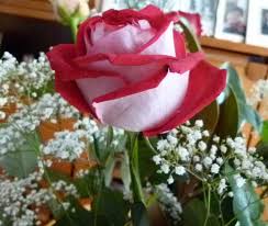 Piantare le rose è un'operazione che si fa in primavera o in autunno. Rose Rosaceae Come Curare Coltivare E Far Fiorire Le Piante Di Rosa