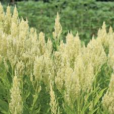 Image result for Seidelia