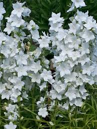 Campanula Latiloba Alba Plants Campanula Garden Plants