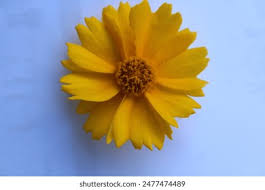 Image result for Ursinia montana