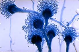 The Fallacy Of Aspergillus Ast Enzymes