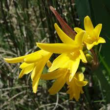 Image result for Cyrtanthus breviflorus