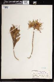 Image result for Strophanthus nicholsonii