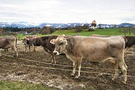 When Can Cows Get Pregnant For July 2021