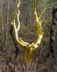 Arbre D Or De Broceliande Broceliande Foret Mystique Bretagne