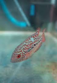 Ekosistem aquarium terjaga, berkat 10 pompa aquarium yang awet & hemat listrik. 7 Jenis Filter Aquarium Atau Aquascape Terbaik Binatang Peliharaan