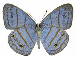 Image result for Sartidia angolensis