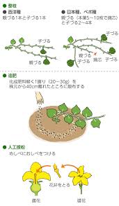 カボチャの育て方 栽培方法 失敗しない栽培レッスン 野菜の育て方 サカタのタネ 家庭菜園 園芸情報サイト 園芸通信