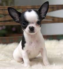 Adorrrrable Chihuahua Puppy Chihuahua Puppies Chihuahua Dogs Puppies