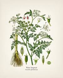 Image result for Oenanthe