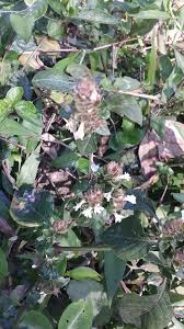 Image result for Phaulopsis imbricata