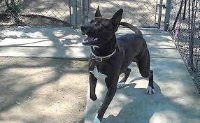 While it is a friendly dog with humans when socialized properly, the same cannot be said with its interaction with other dogs. Black German Shepherd Pitbull Mix Cheap Online