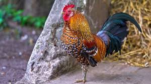 Pria Ini Merasa Jika Dirinya Merupakan Ayam Jantan Sehingga Ingin Berkokok Terus Di 2020 Ayam Jantan Hewan Ayam