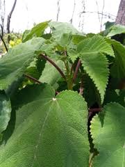 Image result for Obetia